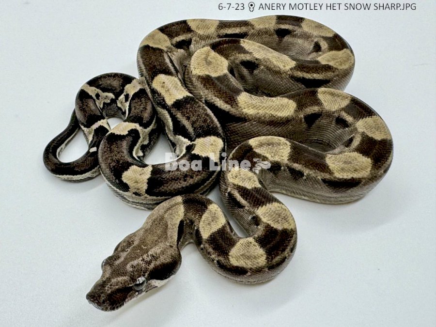 ANERY MOTLEY HET SNOW SHARP